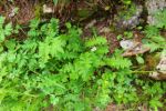 2014-07-05_Laengental-N-Hochweg (603). JPG
